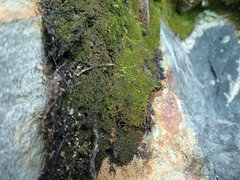 Cephaloziella turneri