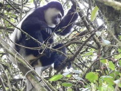 Colobus caudatus