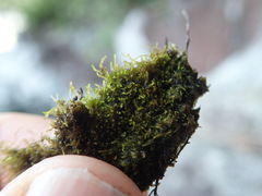 Cephaloziella turneri