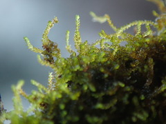 Cephaloziella turneri
