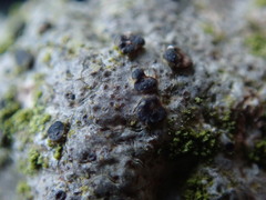 Arthonia phaeobaea