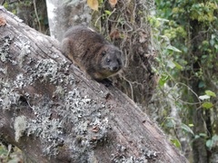 Dendrohyrax arboreus