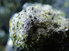 Arthonia phaeobaea