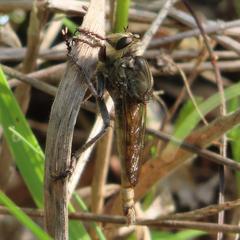 Proctacanthus milbertii