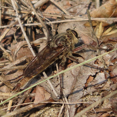 Proctacanthus milbertii