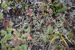 Podistera yukonensis