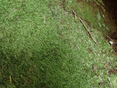 Plagiothecium denticulatum