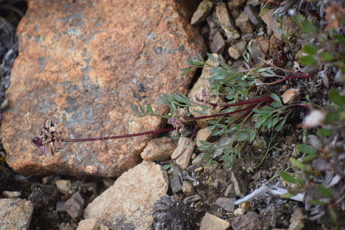 Image of Podistera yukonensis by (c) Syd Cannings, some rights reserved (CC BY)