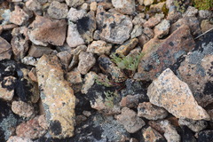 Podistera yukonensis