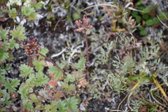 Podistera yukonensis