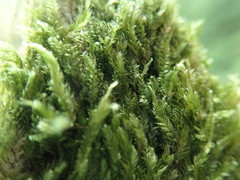Plagiothecium denticulatum
