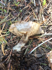 Clitocybe glacialis