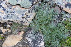 Podistera yukonensis