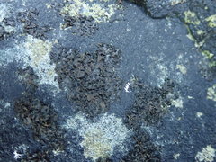 Blennothallia fecunda