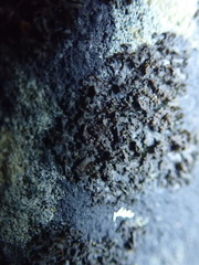 Blennothallia fecunda