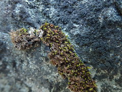 Schistidium maritimum