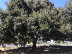 Quercus agrifolia