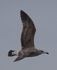 Larus occidentalis