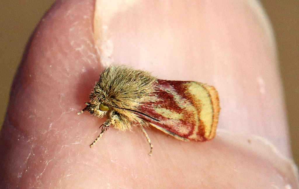 Schinia mitis
