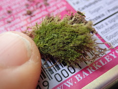 Cephaloziella turneri
