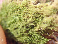 Cephaloziella turneri