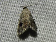 Abablemma duomaculata