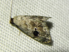 Abablemma duomaculata