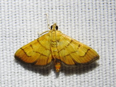 Orphanostigma haemorrhoidalis