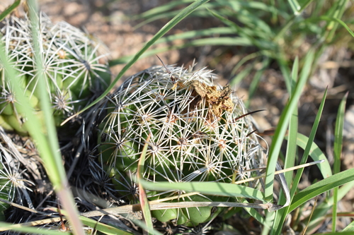 Image of Coryphantha cornifera by (c) P Gonzalez Zamora, some rights reserved (CC BY)