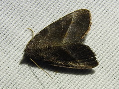 Ogdoconta altura