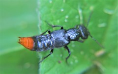 Xanthopygus xanthopygus