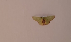Synchlora astraeoides