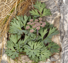 Cymopterus gilmanii