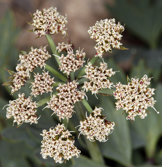 Cymopterus gilmanii
