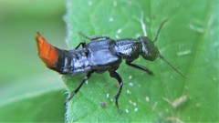 Xanthopygus xanthopygus