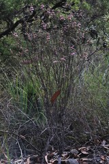 Boronia hapalophylla