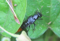 Xanthopygus xanthopygus