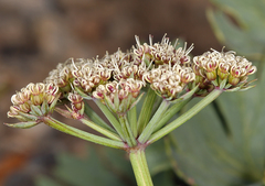 Cymopterus gilmanii