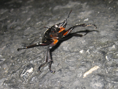 Neolucanus