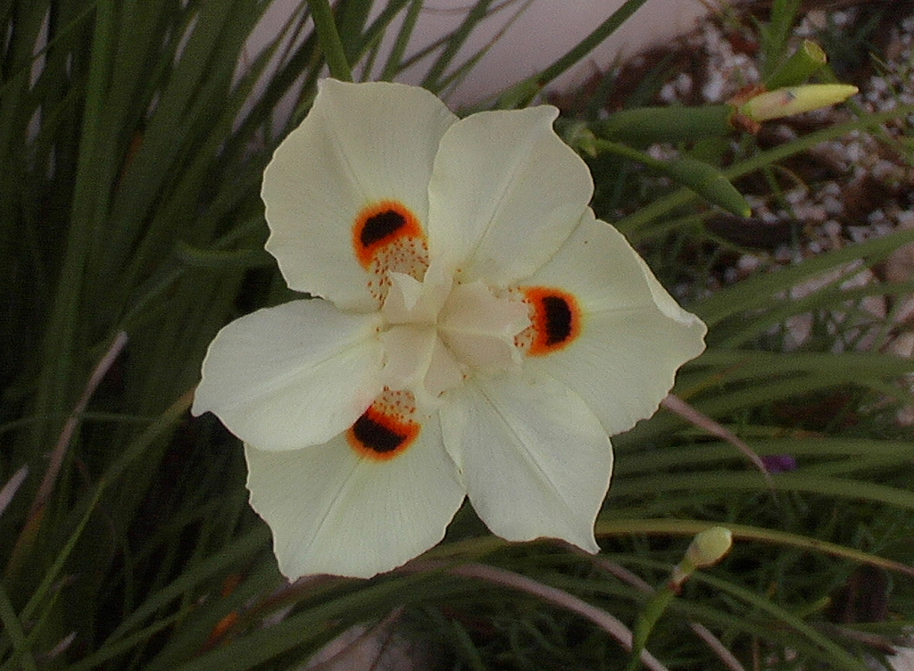 File:Fortnight lily or Morea iris -- Dietes iridioides, D. bicolor.jpg -  Wikipedia