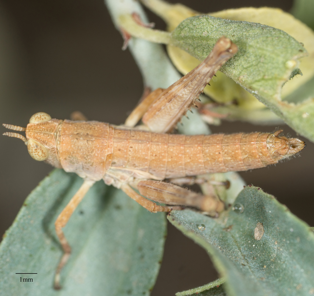 Chaparral Monkey Grasshopper