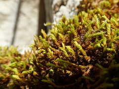 Racomitrium ryszardii