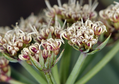 Cymopterus gilmanii