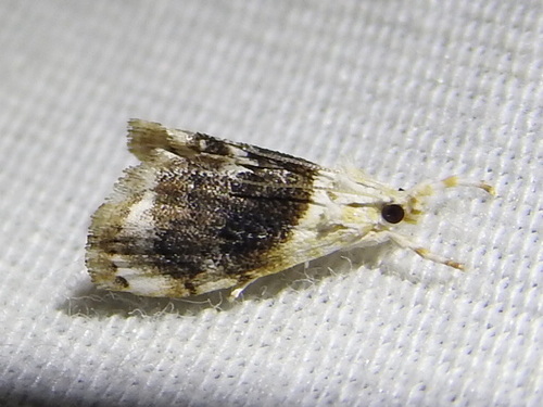 Sooty Lipocosmodes Moth photo 2