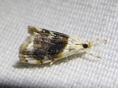 Lipocosmodes fuliginosalis