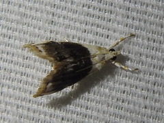 Lipocosmodes fuliginosalis