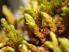 Racomitrium ryszardii