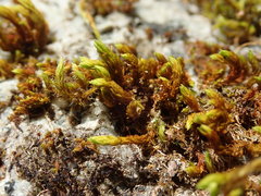 Racomitrium ryszardii