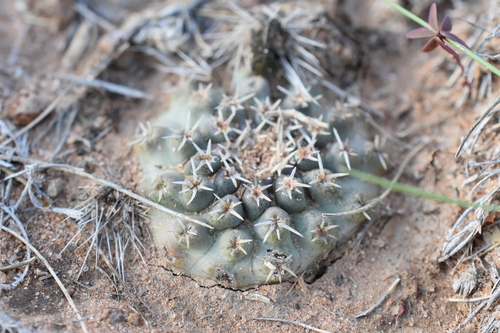 Echinocereus weinbergii