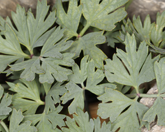 Cymopterus gilmanii